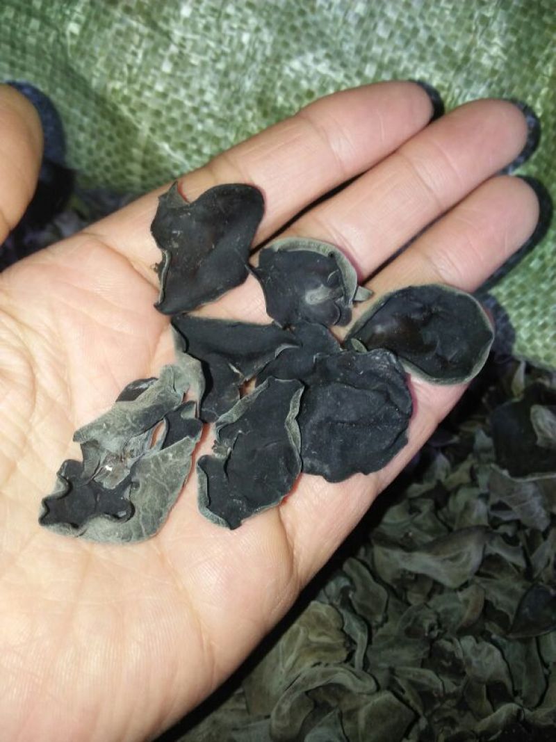 干木耳特级