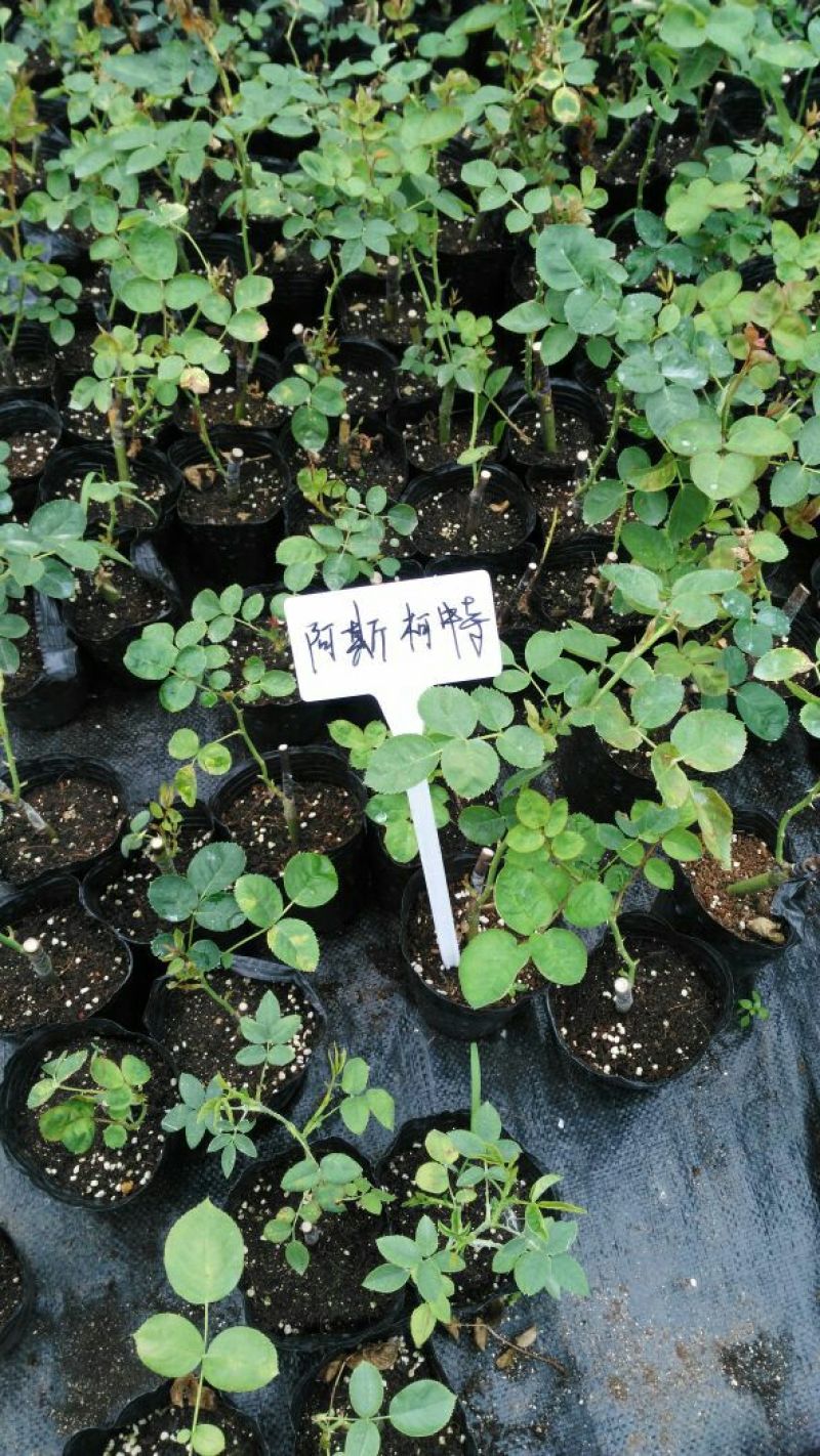 欧洲月季10~20cm