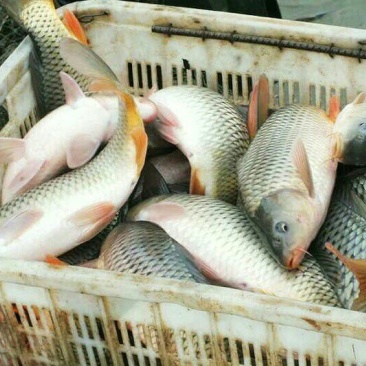 池鲤鱼饲料2~3公斤
