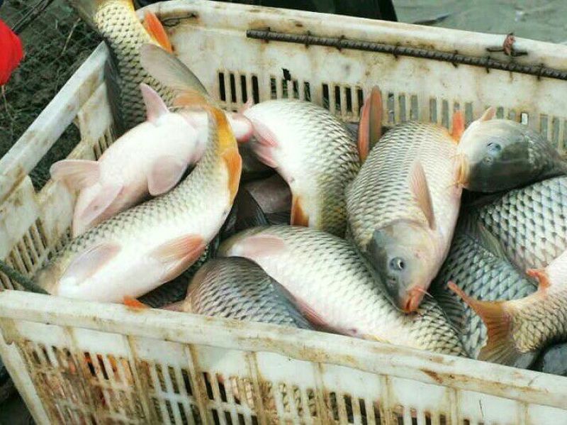池鲤鱼饲料2~3公斤