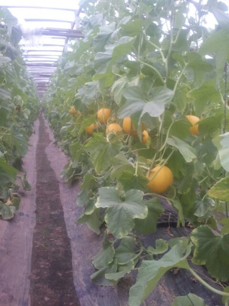 九红瑞香瓜3月份大量上市