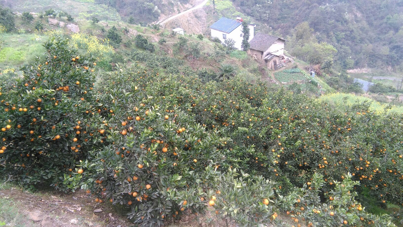 夏橙湖北宜昌兴山县_批发_供应-一亩田农业网