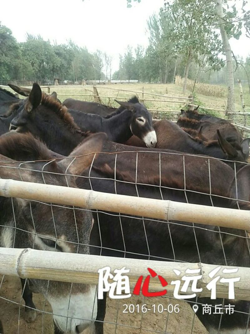 肉驴400~500斤