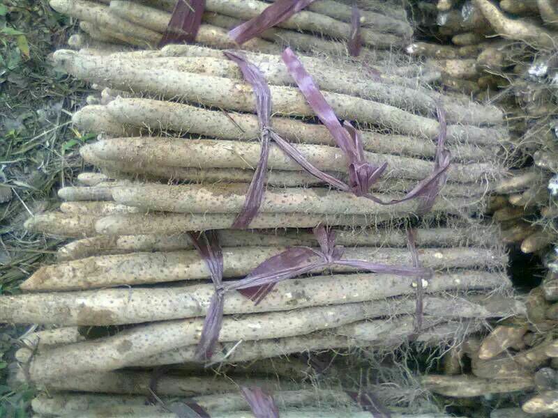 怀山药2~3厘米一级