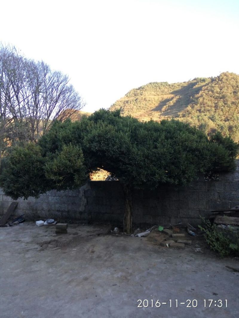 黄杨树桩15~20cm