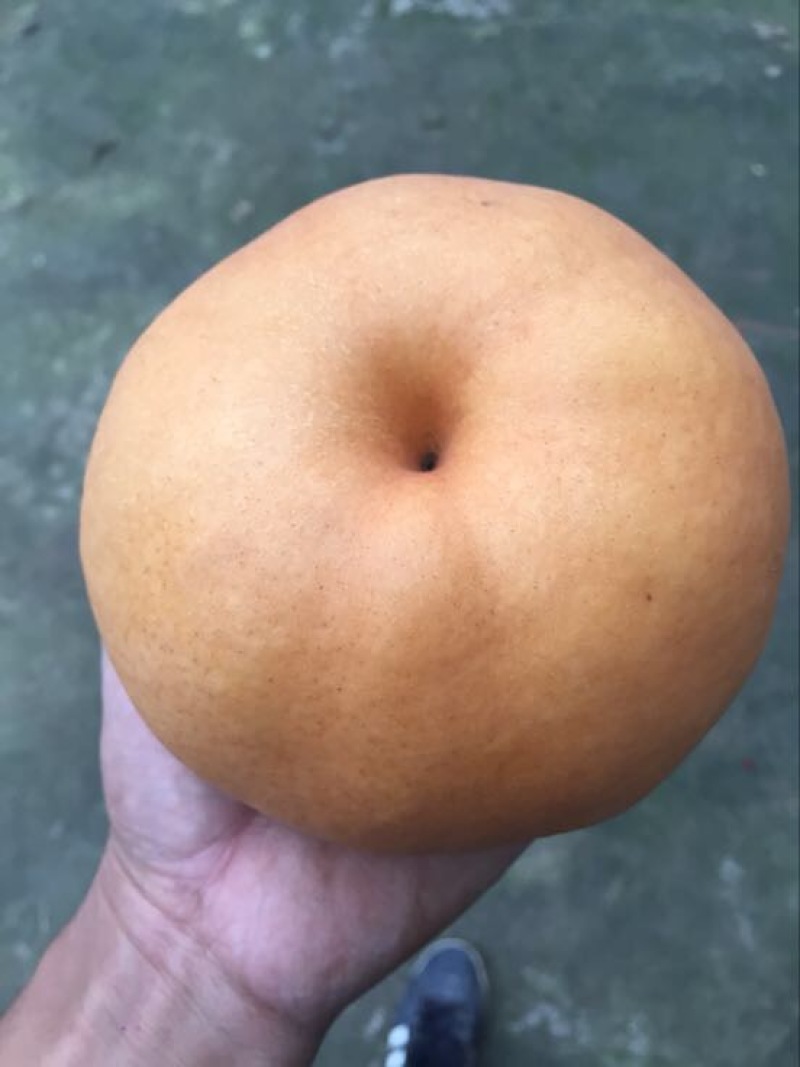 晚秋黄梨