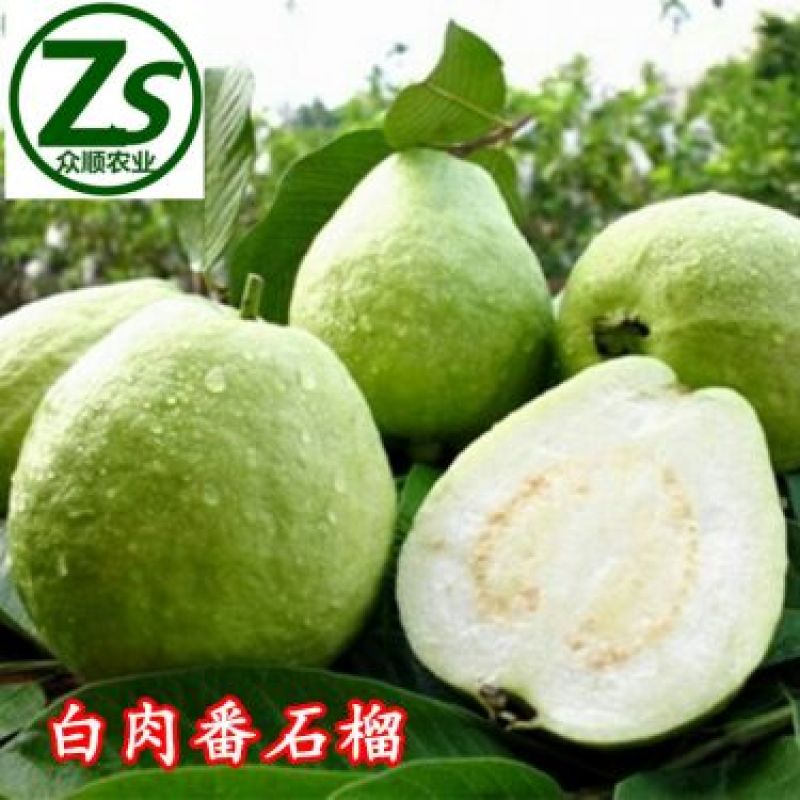 番石榴苗珍珠番石榴苗