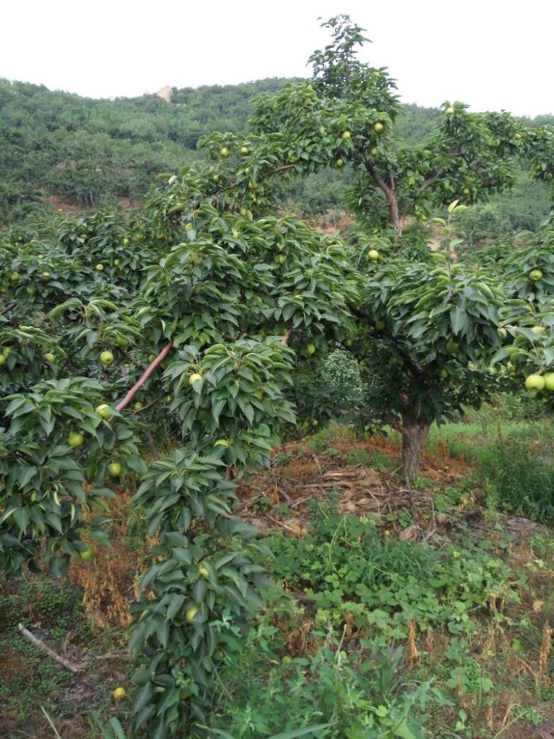 南果梨600g以上纸箱
