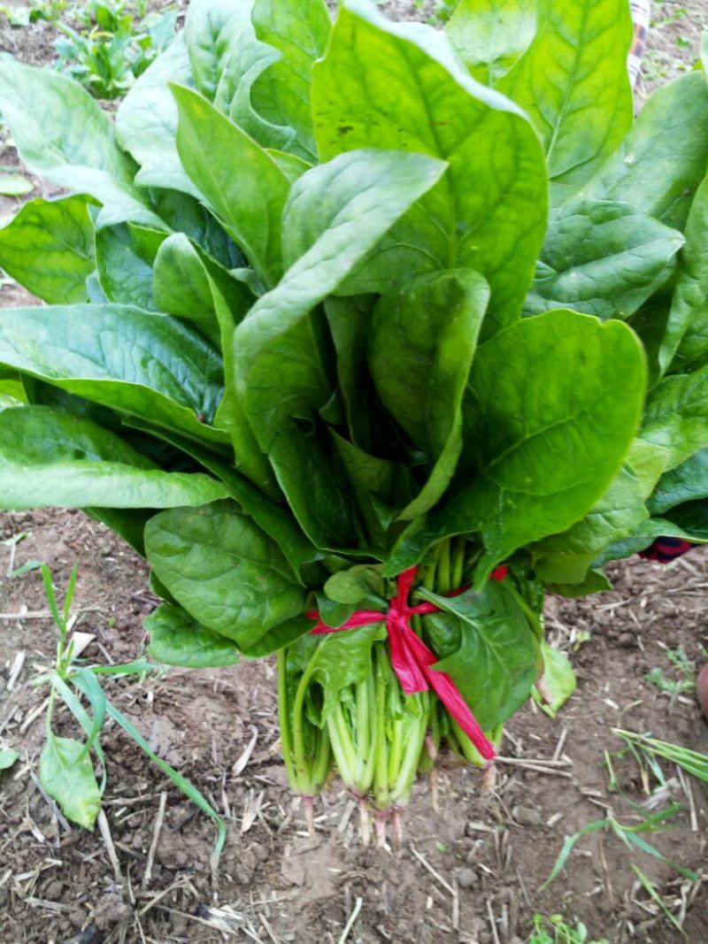大叶菠菜25~30厘米