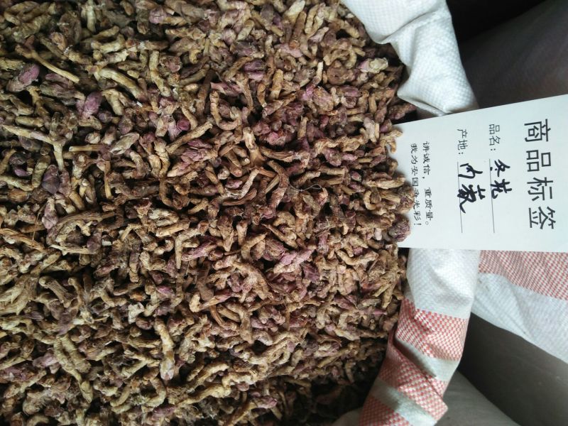款冬花