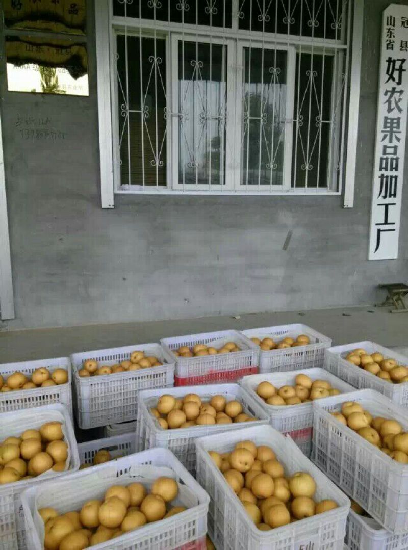 丰水梨300~350g纸袋