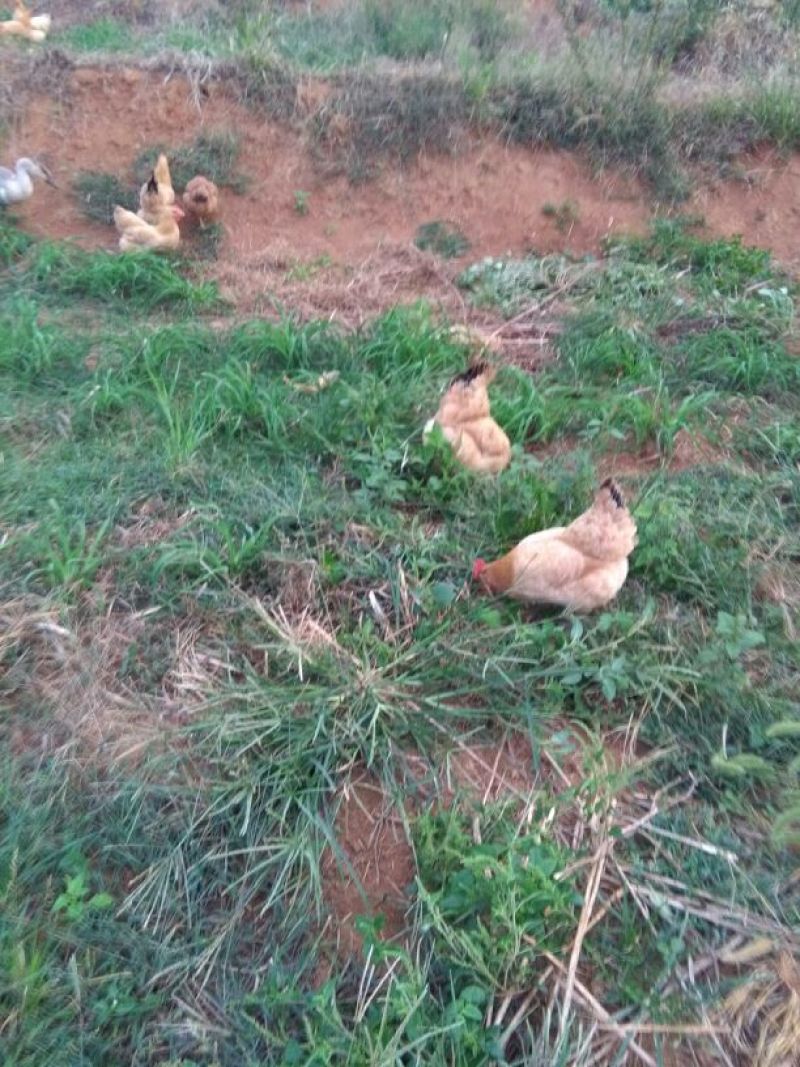 三黄土鸡原生态虫草鸡土公鸡九七到十二个月
