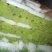 【推荐】红帽蒜薹50~60厘米冷库大量供应量大优惠