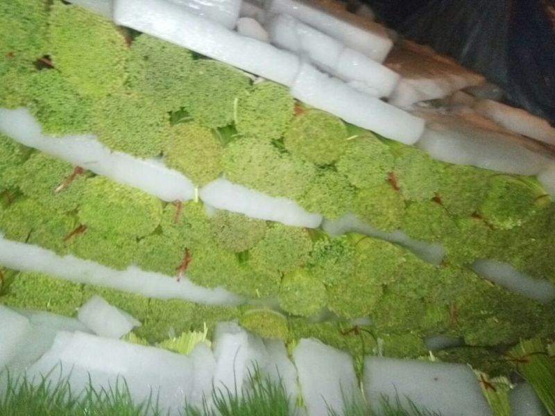 【推荐】红帽蒜薹50~60厘米冷库大量供应量大优惠