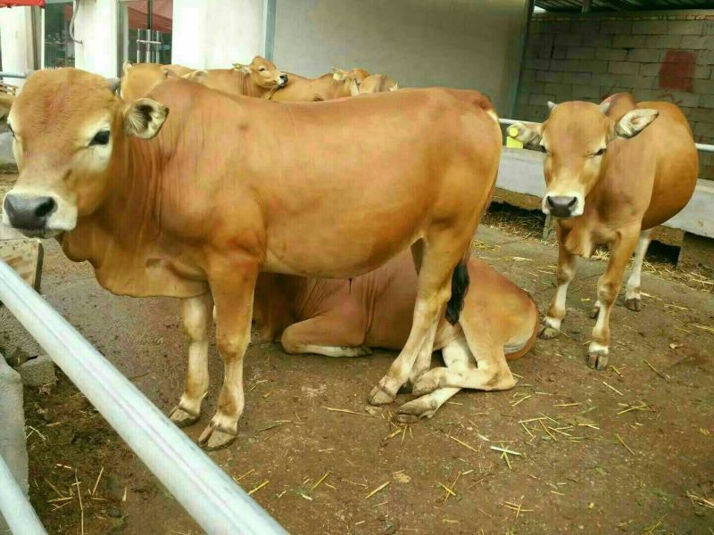 鲁西黄牛犊200~300kg
