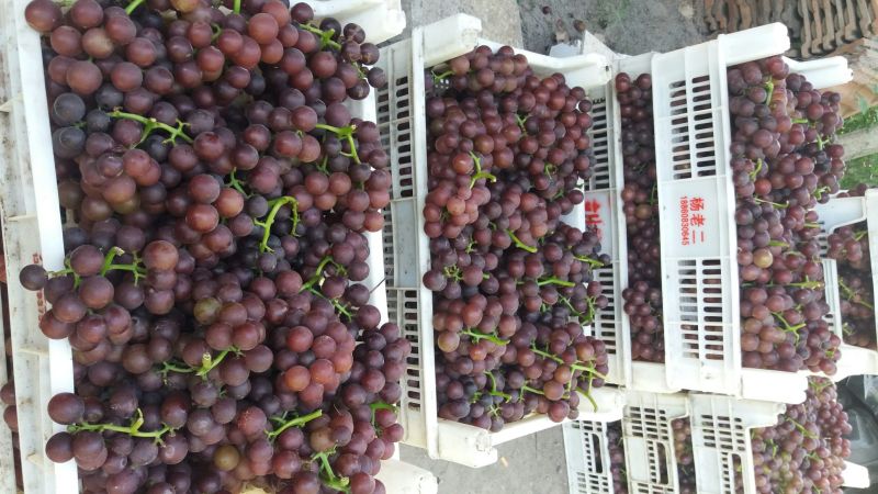 户太八号葡萄1~2斤5%以下