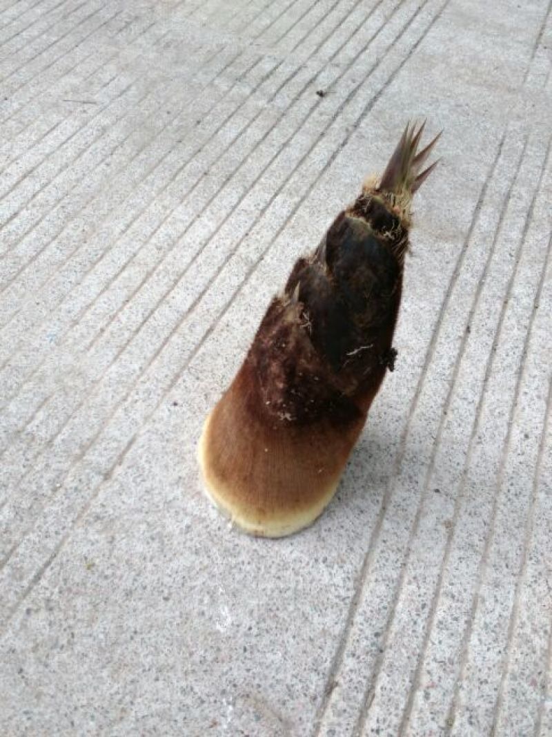 春笋10~15cm15~20cm20~25cm25~