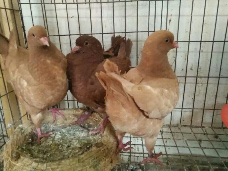 鸽子