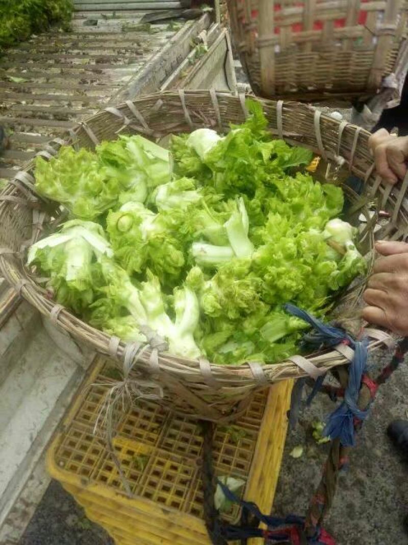 娃娃菜10两以上以上