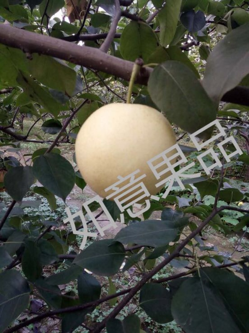 皇冠梨