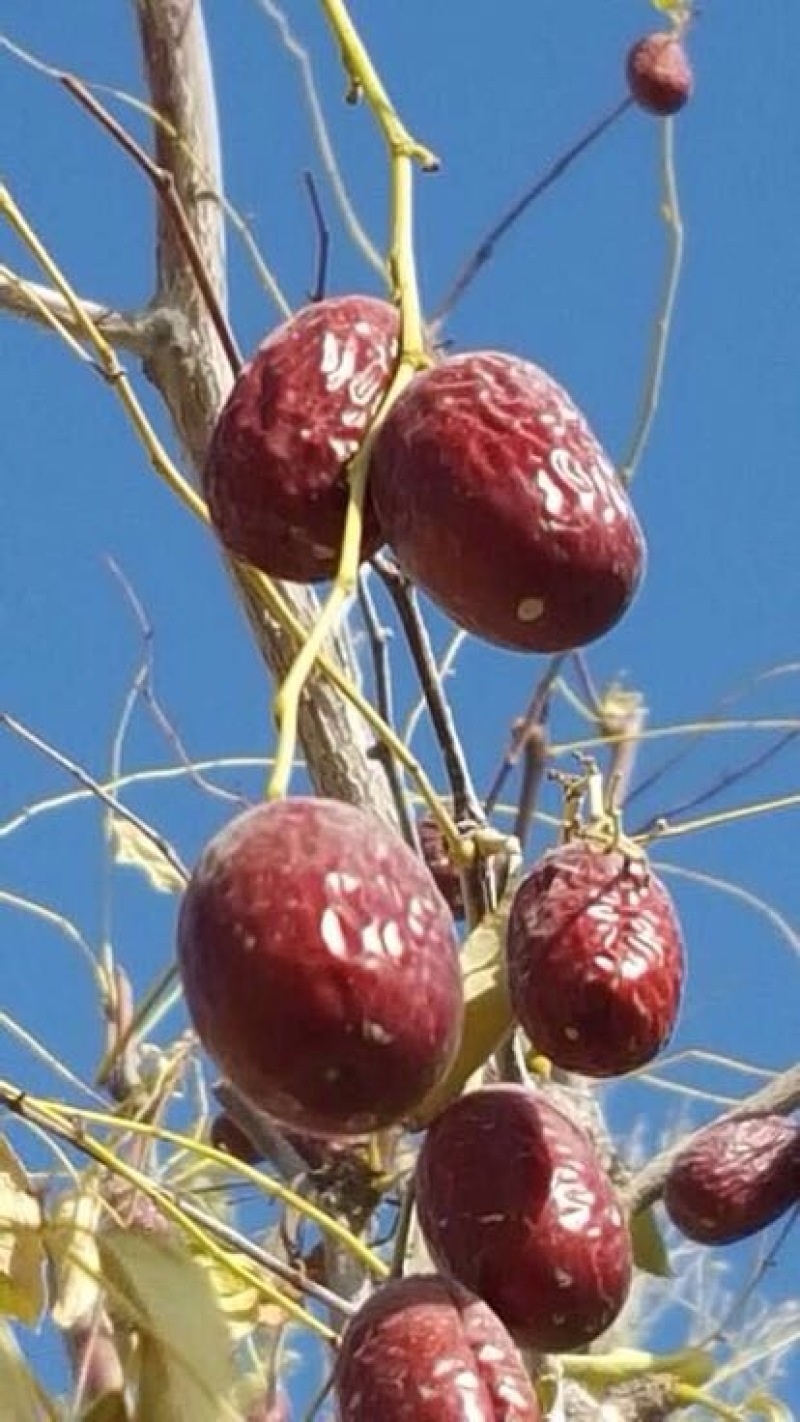 灰枣特级干枣