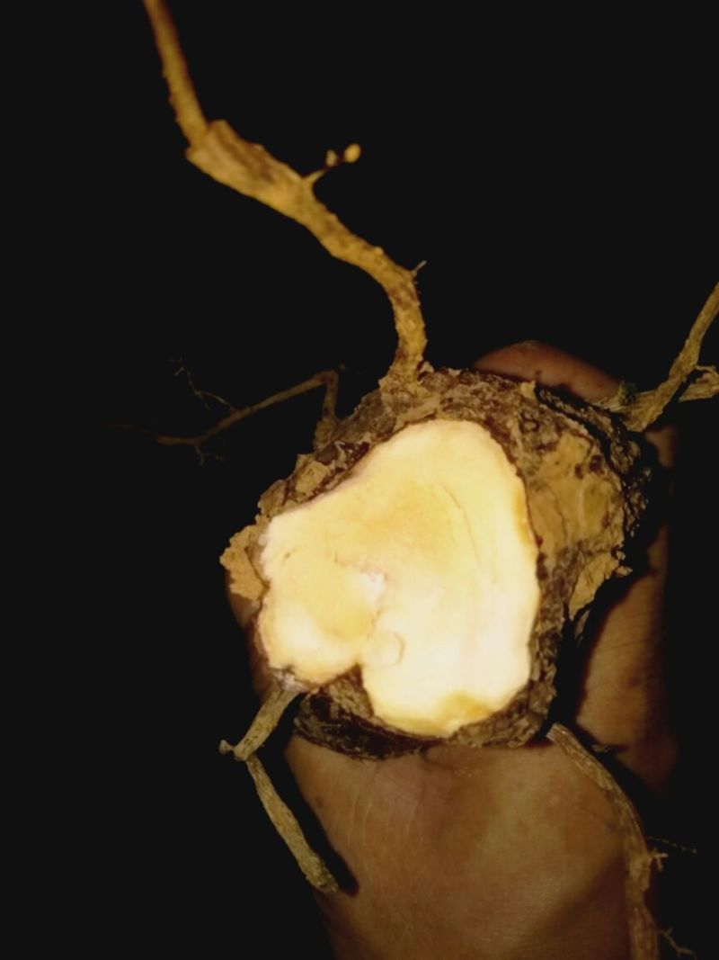 土茯苓统个