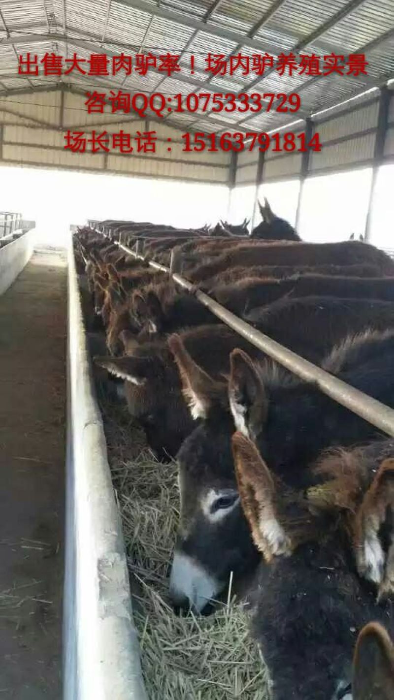 肉驴