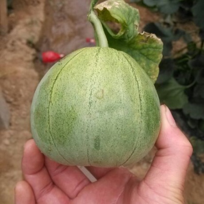 冰翡翠甜瓜河南安阳滑县_批发_供应-一亩田农