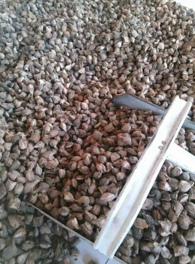 桑螵蛸
