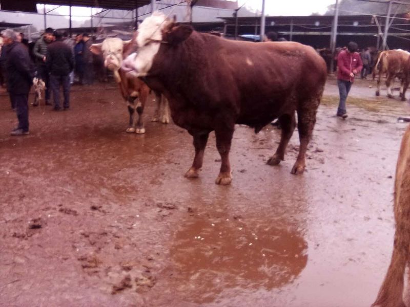 西门塔尔牛犊100~200kg