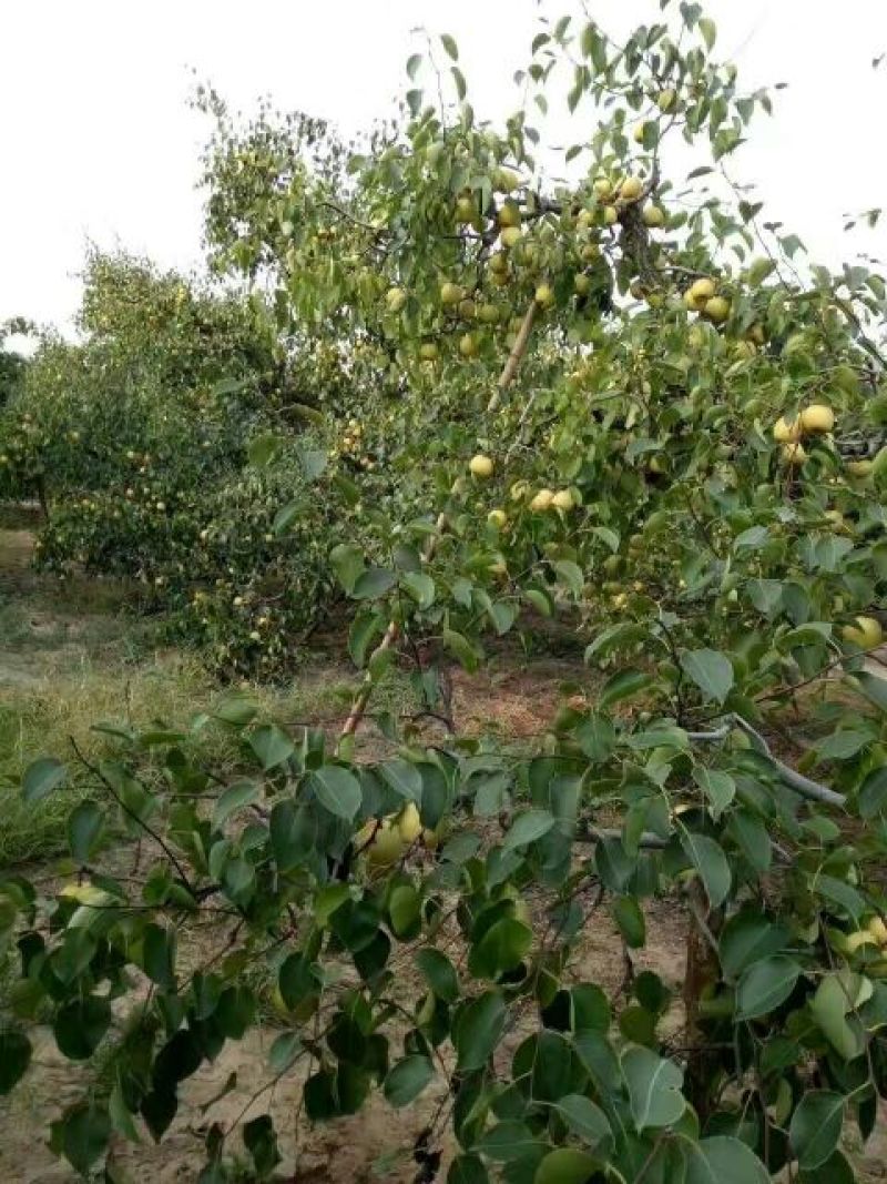 砀山梨250~300g纸箱