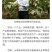 山核桃30mm以上去皮干