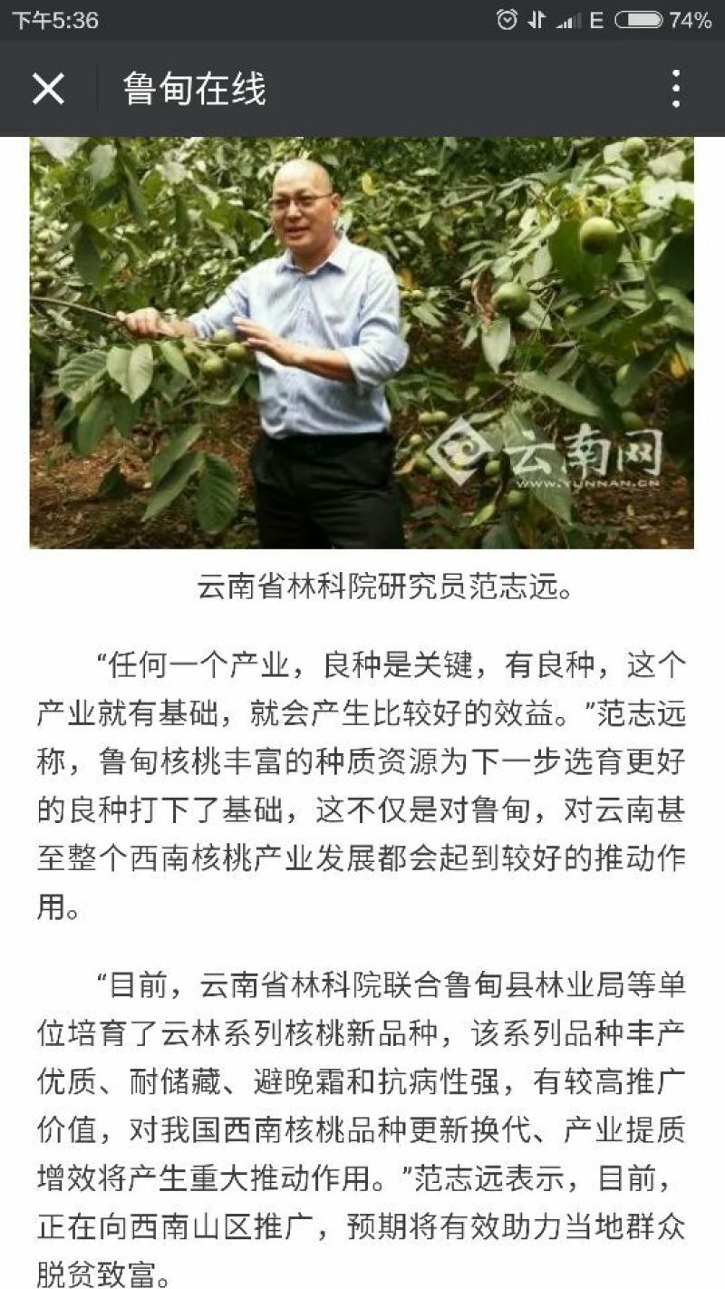 山核桃30mm以上去皮干