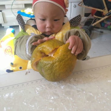 春见柑桔各种规格一件代发