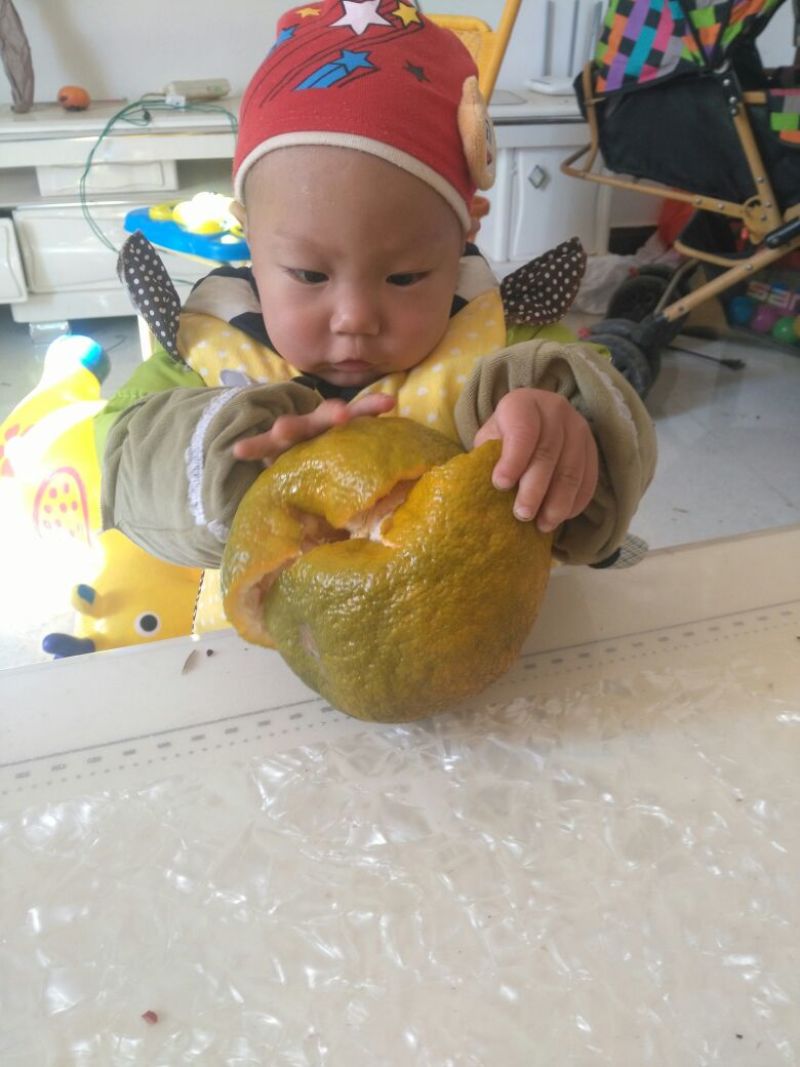 春见柑桔各种规格一件代发