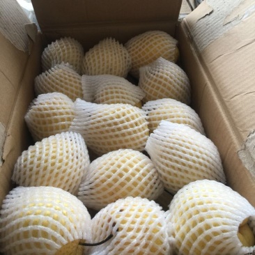 雪花梨纸袋250~300g大量上市山西吕梁文水雪梨