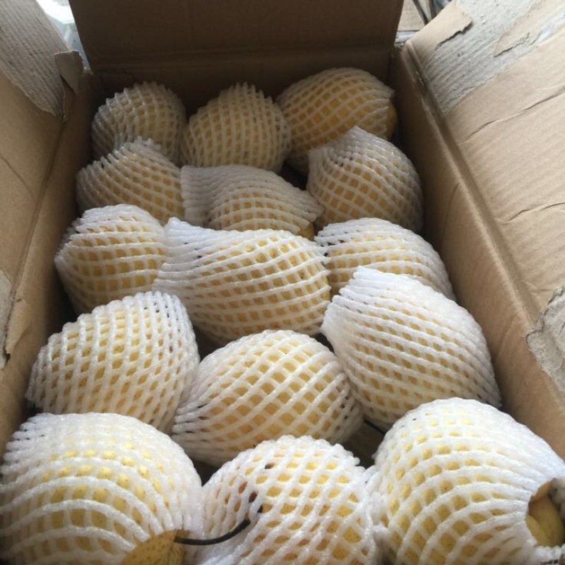 雪花梨纸袋250~300g大量上市山西吕梁文水雪梨