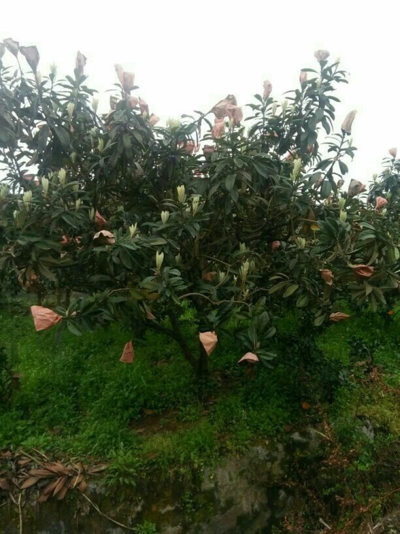 枇杷树