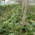 京欣西瓜6斤打底8成熟1茬