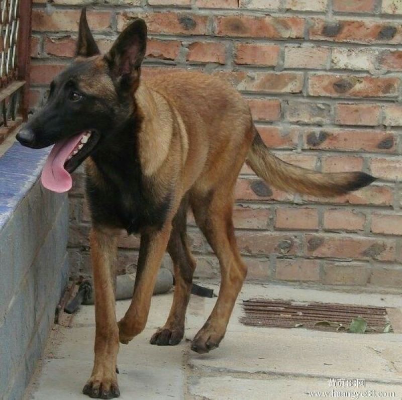 马犬公