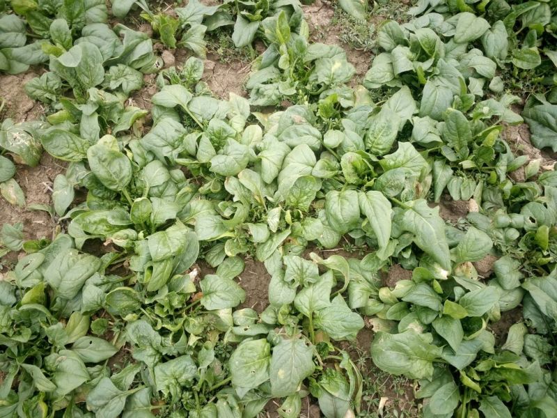 大叶菠菜10~15厘米