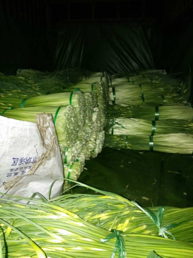 蒜薹70厘米以上，百戶营，新知幼儿园