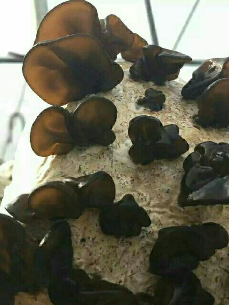 黑木耳特级
