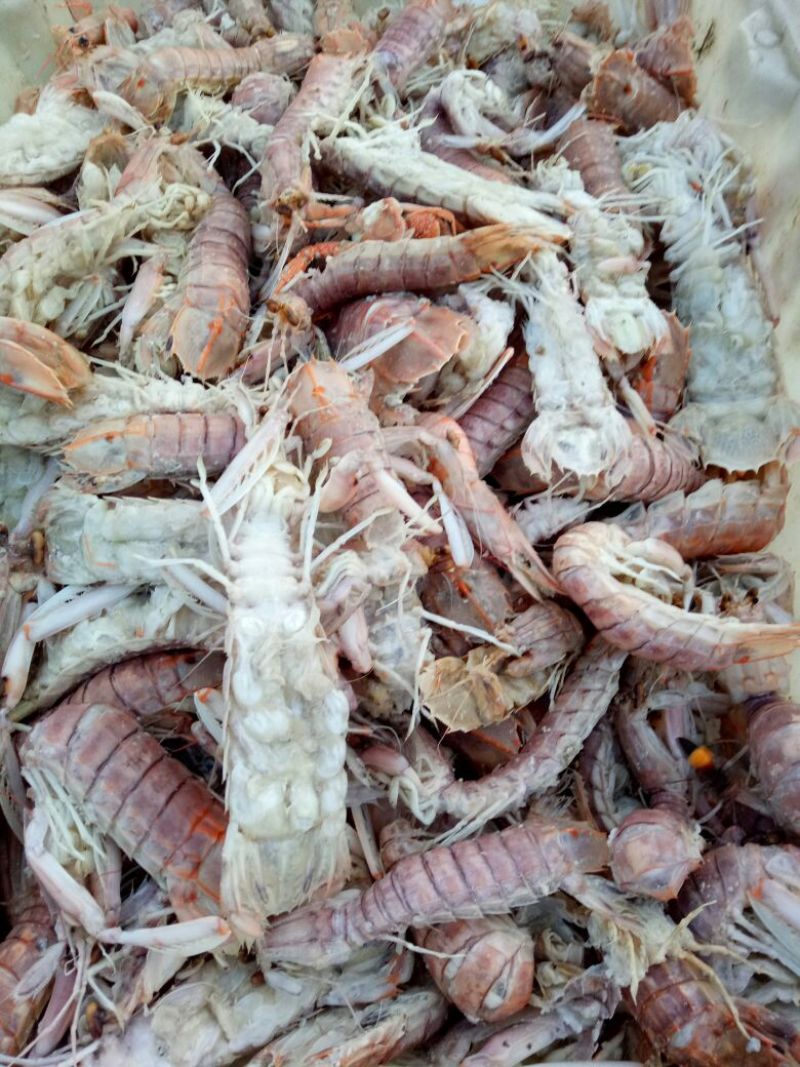 沙尖鱼野生