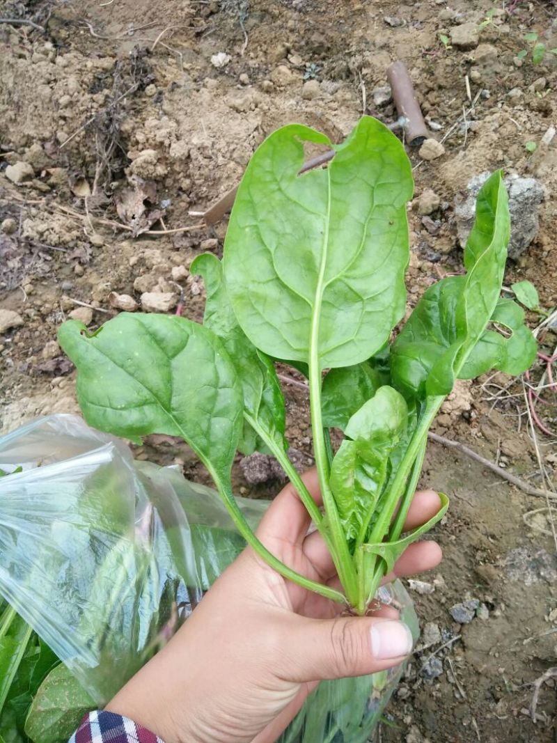 大叶菠菜15~20厘米