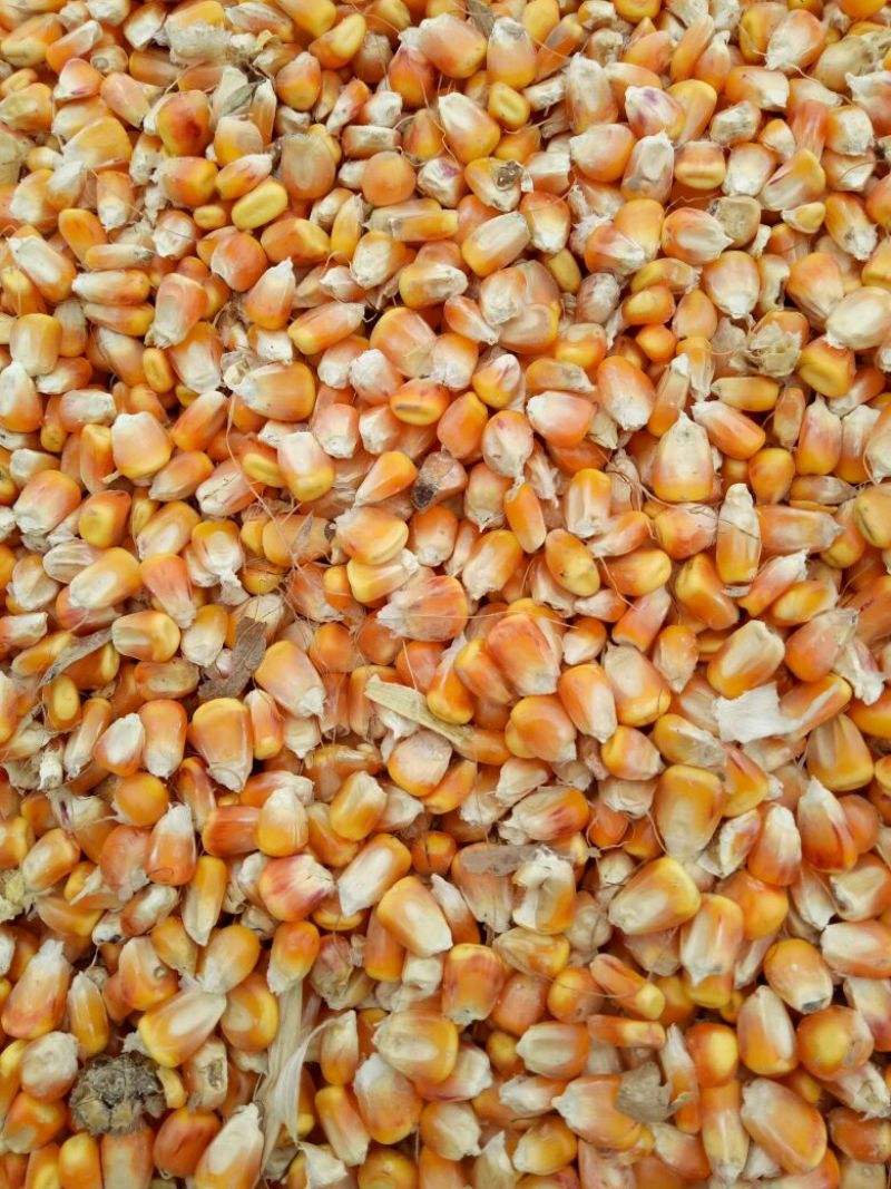 黄玉米16~20%
