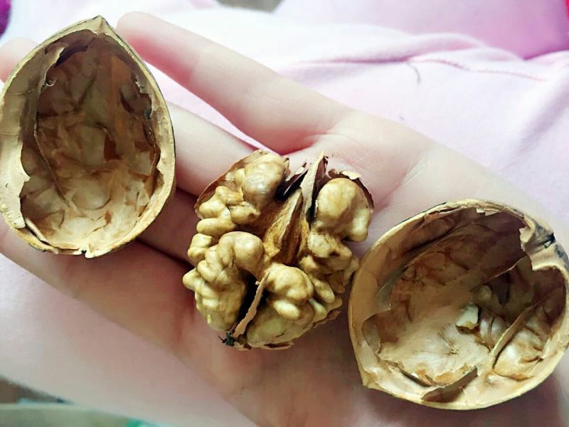 纸皮核桃