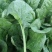 大叶菠菜30~45厘米对接全国市场量大从优品质**欢迎采购
