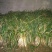 鸡腿大葱25~30cm净葱3cm左右