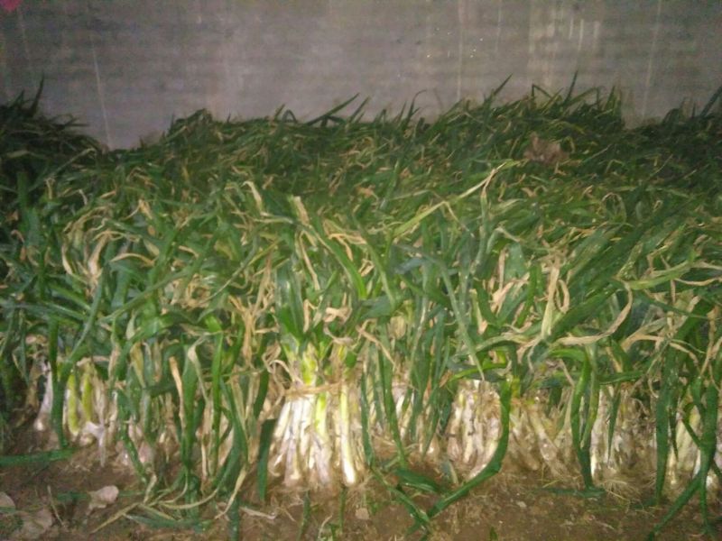 鸡腿大葱25~30cm净葱3cm左右